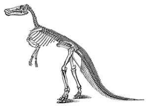 Archivo:Large marsh claosaurus