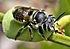 Leafcutter bee (Megachile sp.) collecting leaves (7519316920).jpg