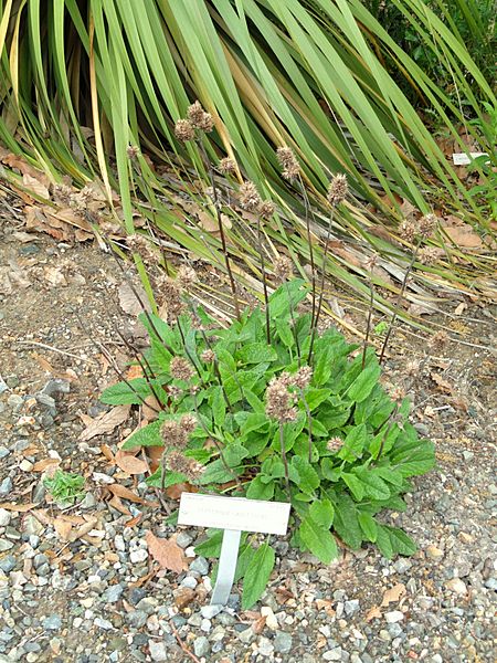 Lepechinia caulescens - University of California Botanical Garden - DSC08965