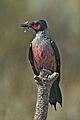 Lewis's Woodpecker01