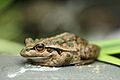 Litoria moorei Torndirrup