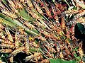 Locusts feeding