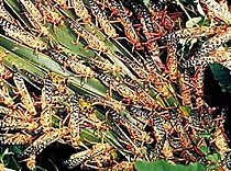 Archivo:Locusts feeding