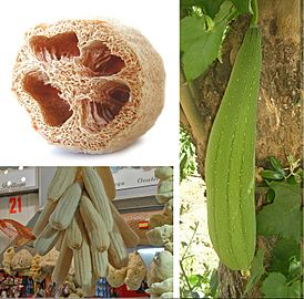 Luffa aegyptiaca compose