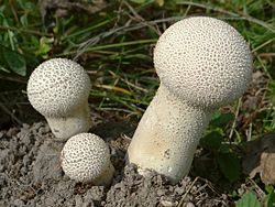 Lycoperdon excipuliforme BŻ7.jpg