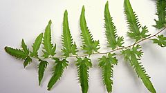 Lygodium venustum Sw. (14562226973).jpg