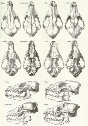 Archivo:MSU V2P1a - Vulpes, Nyctereutes, Cuon & Canis skulls