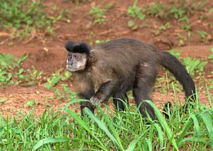 Archivo:Macaco-prego (Cebus apella)