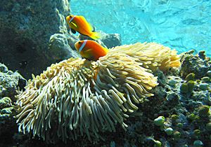 Archivo:Maldive anemonefish