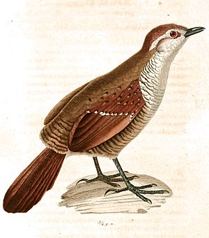 Archivo:Megalonyx medius 1831
