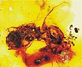 Melittosphex burmensis