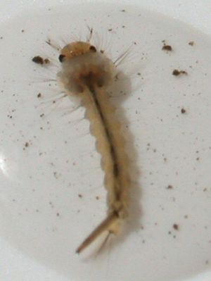 Archivo:Mosquito larva