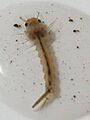 Mosquito larva