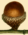 NAS-016f Quercus incana acorn