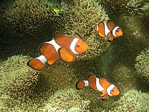Archivo:Ocellaris clownfish