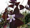 Oxalis-regnellii-atropurpurea