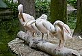Pelícano común (Pelecanus onocrotalus), Tierpark Hellabrunn, Múnich, Alemania, 2012-06-17, DD 02