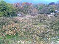 Persimmon Garden