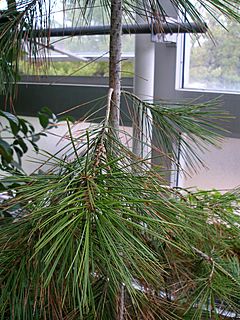 Pinus gerardiana2.jpg