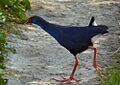 Purpurhuhn (Pophyrio porphyrio)