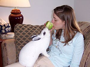 Archivo:Rabbit sharing apple