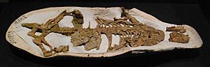 Archivo:Repenomamus robustus fossil