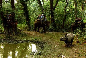 Archivo:Rhinos leofleck
