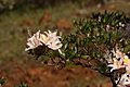 Rhododendron occidentale 4730