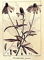 Rudbeckia pinnata