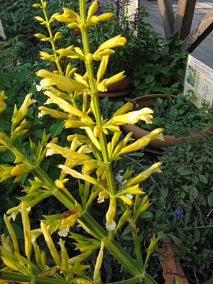 Archivo:Salvia madrensis 'Yellow Majesty'2