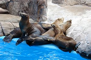 Archivo:Seals-SeaWorld-SanAntonio-5292