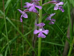 Archivo:Small purple fringed orchid (Whitefish I) 3