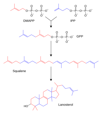 Archivo:Sterol synthesis