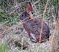 Sylvilagus brasiliensis andinus (12687595295)