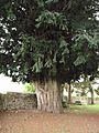 Tejo Nº22 Inventario Arboles Singulares de Cantabria