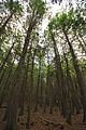 Thuja occidentalis forest 4 Wisconsin