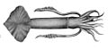 Todarodes pacificus Hoyle