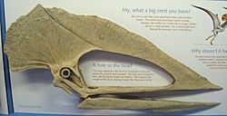 Archivo:Tupuxuara leonardii Exhibit Museum of Natural History