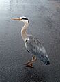 Urban Heron