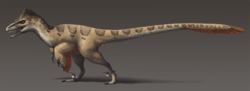 Utahraptor ostrommaysorum update2.png