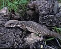 Varanus exanthematicus in the wild