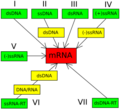 Virus Baltimore Classification