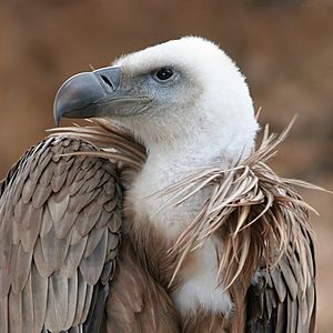 Archivo:Vulture beak sideview A
