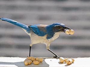 Archivo:Western Scrub Jay