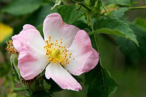 Archivo:Wild rose flower