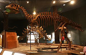 Archivo:Yangchuanosaurus zigongensis