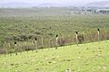Zopilotes - panoramio