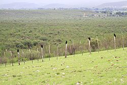 Zopilotes - panoramio.jpg