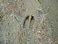 1. Footprint from alces alces - 26.04.2008