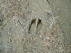 1. Footprint from alces alces - 26.04.2008